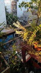 Aloysia gratissima