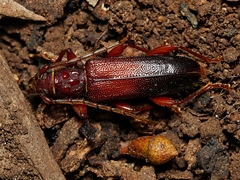 Callidiopis praecox