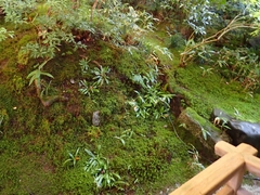 Heloniopsis orientalis