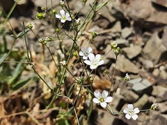 Gypsophila elegans