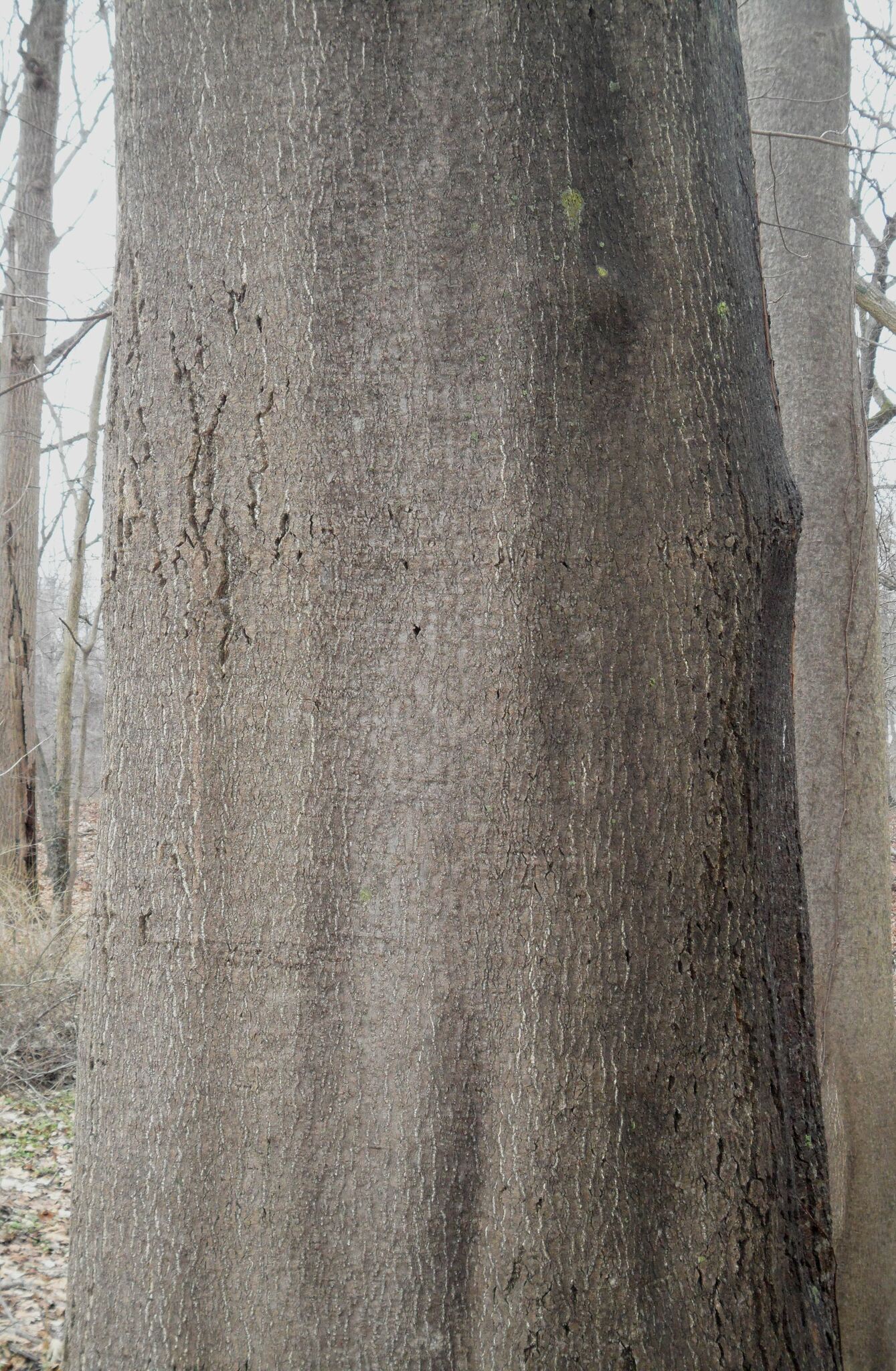 Ailanthus altissima (Mill.) Swingle