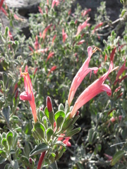 Dicliptera ruiziana