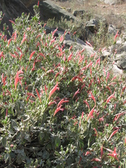 Dicliptera ruiziana