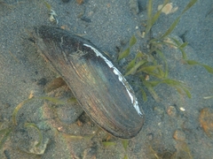 Lanceolaria oxyrhyncha