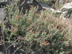 Dicliptera ruiziana