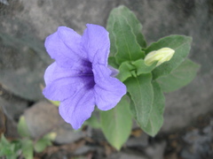 Ruellia spectabilis