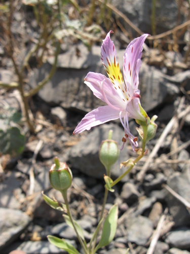 Alstroemeria chorillensis (Alstroemeria chorillensis)