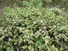 Alternanthera halimifolia