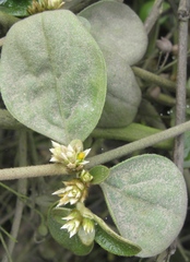 Alternanthera halimifolia