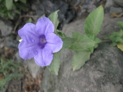 Ruellia spectabilis