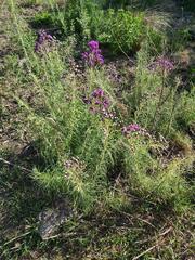 Vernonanthura nudiflora