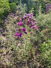 Vernonanthura nudiflora