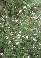 Erigeron leptorhizon