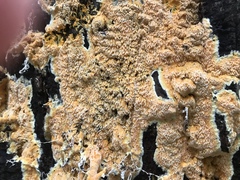 Pycnoporellus alboluteus