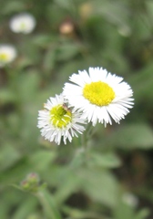 Erigeron leptorhizon