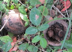 Strychnos madagascariensis