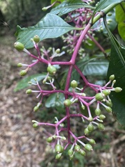 Chassalia ternifolia image