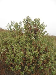 Ophryosporus pubescens