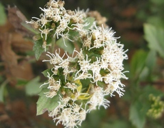 Ophryosporus pubescens