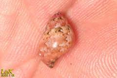Phasianella solida