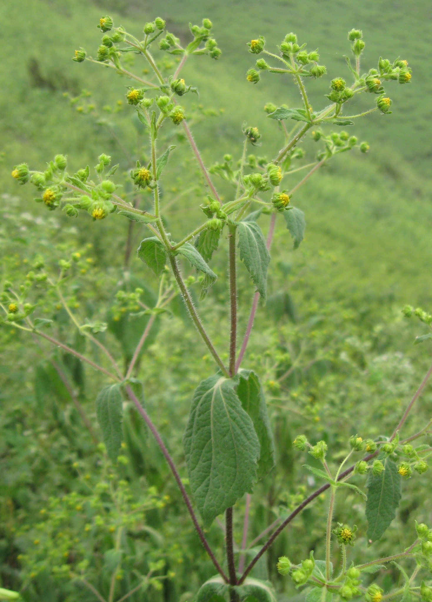 Sigesbeckia flosculosa