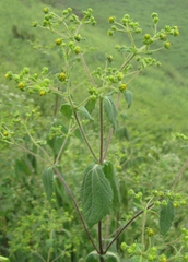 Sigesbeckia flosculosa