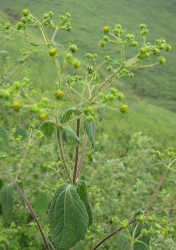 Image of Sigesbeckia Flosculosa (Sigesbeckia flosculosa) by (c) Paúl Gonzáles, some rights reserved (CC BY)