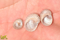 Vetigastropoda