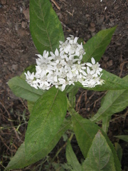 Verbesina saubinetioides