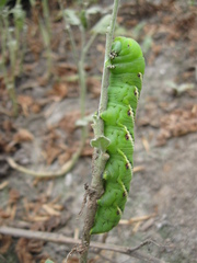 Manduca paphus