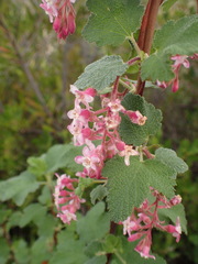 Ribes malvaceum