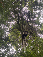 Propithecus edwardsi