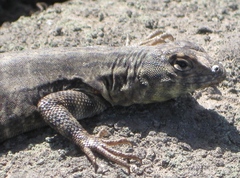 Microlophus tigris