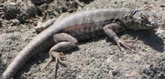 Microlophus tigris