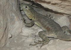 Microlophus tigris