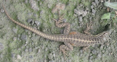Microlophus tigris