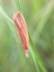 Bactra noteraula