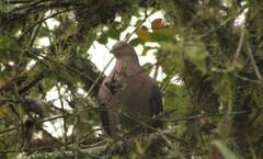 Patagioenas