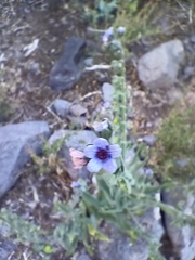 Cynoglossum creticum