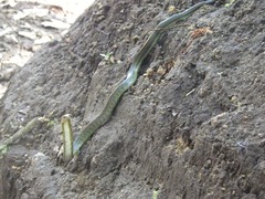 Erythrolamprus epinephalus albiventris
