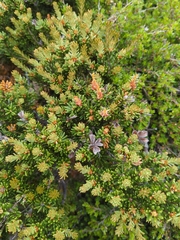Orites revolutus