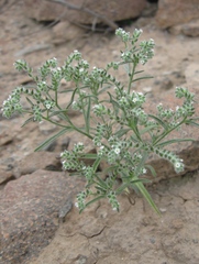 Johnstonella parviflora