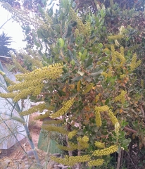 Escallonia pulverulenta