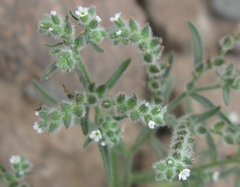 Johnstonella parviflora