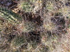 Echinocereus enneacanthus enneacanthus