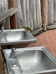 Manorina melanophrys