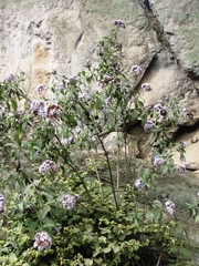 Heliotropium arborescens