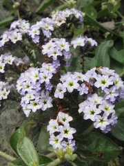 Heliotropium arborescens