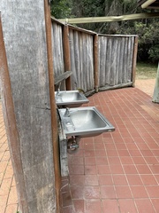 Manorina melanophrys