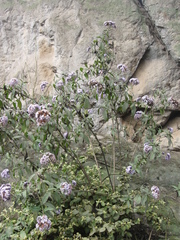 Heliotropium arborescens